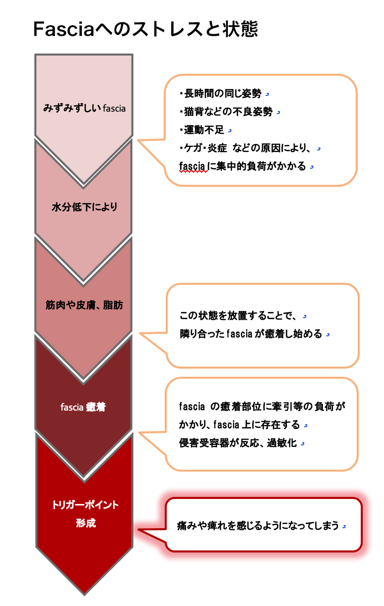 fascia(ファシア)についてイメージ