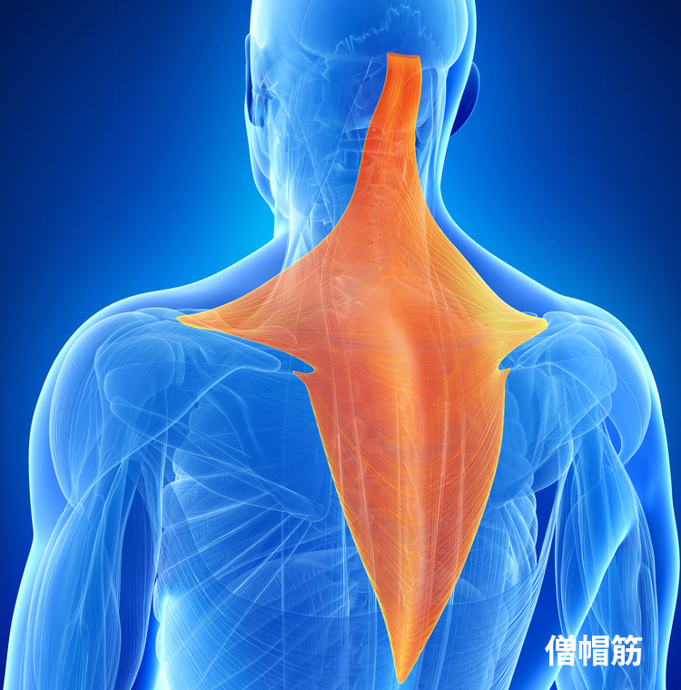 僧帽筋 イメージ