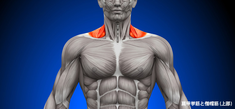 肩甲挙筋と僧帽筋 (上部) イメージ
