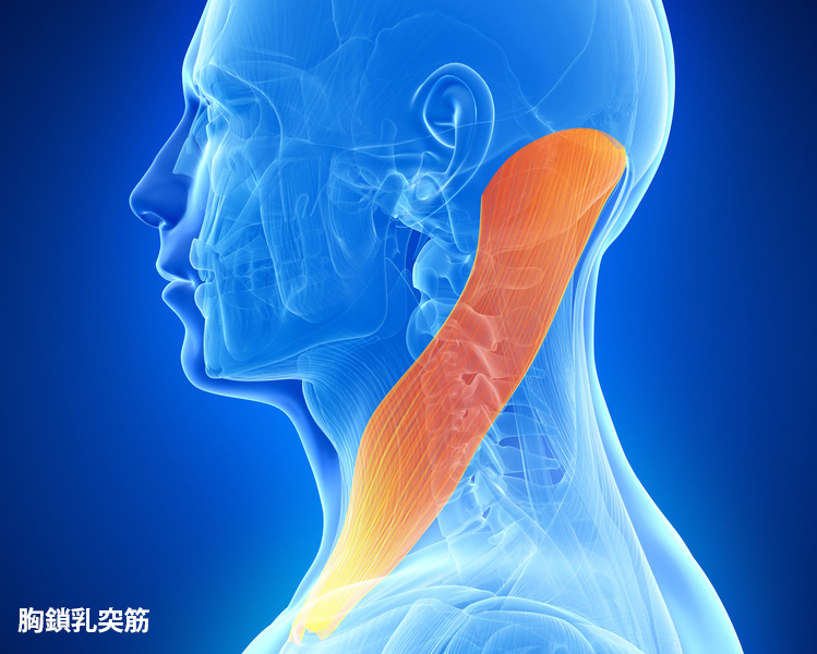 胸鎖乳突筋 イメージ