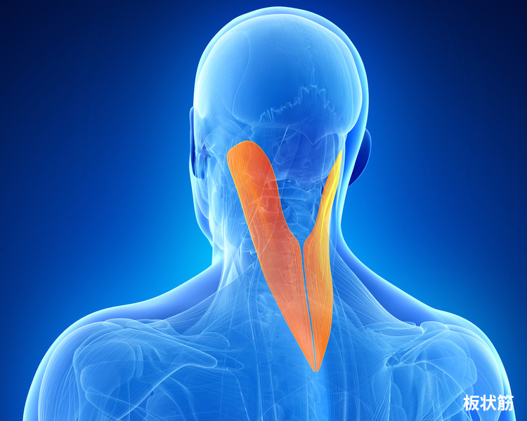 板状筋 イメージ