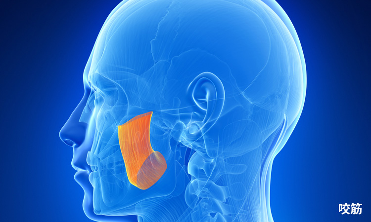 咬筋 イメージ