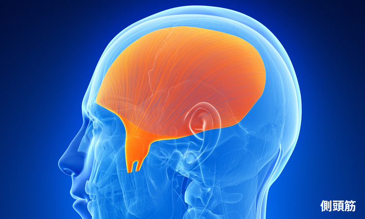 側頭筋 イメージ