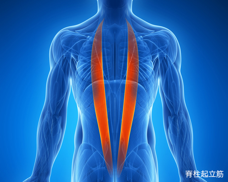 脊柱起立筋 イメージ
