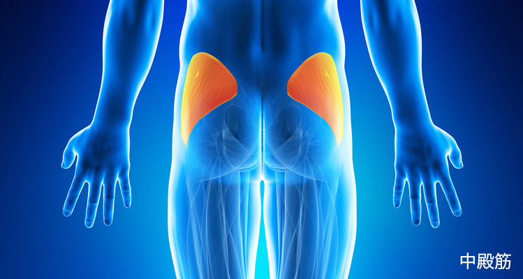 中殿筋 イメージ