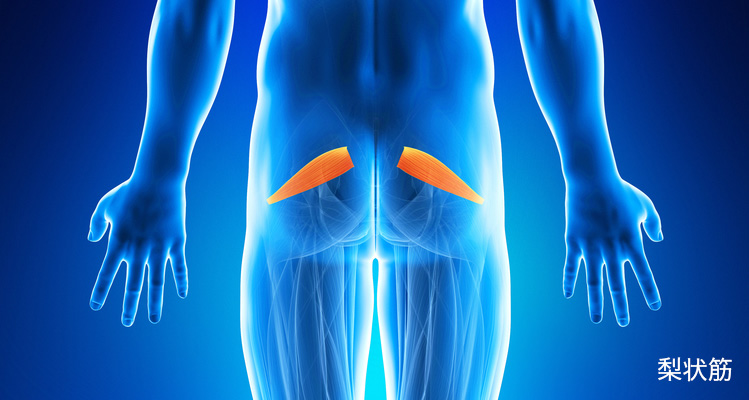 梨状筋 イメージ