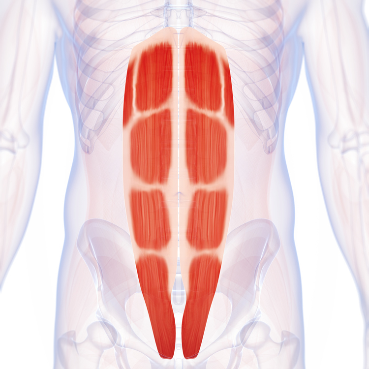 腹直筋 イメージ
